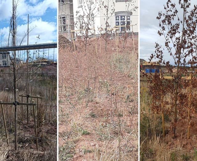 Residents form 'chain gang' to save dying trees