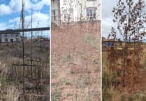 Residents form 'chain gang' to save dying trees