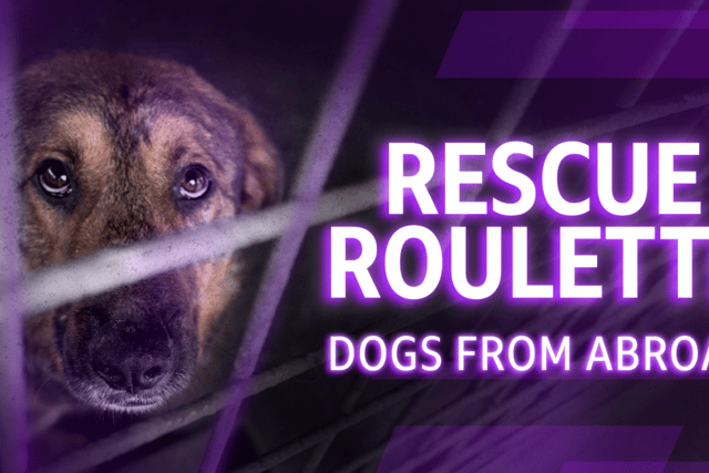 RSPCA urges licensing after BBC probe