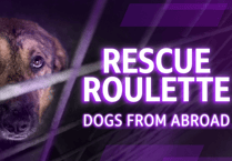 RSPCA demands stricter dog rescue policies