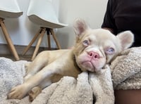 Gloucestershire charity issues appeal to help injured French Bulldog