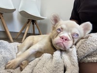 Gloucestershire charity issues appeal to help injured French Bulldog