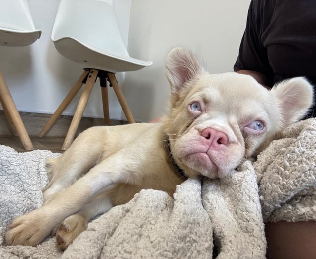 Gloucestershire charity issues appeal to help injured French Bulldog
