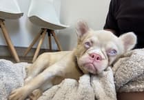 Gloucestershire charity issues urgent appeal to help injured French Bulldog