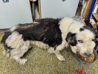 Dog neglect family banned from keeping animals for 10 years 
