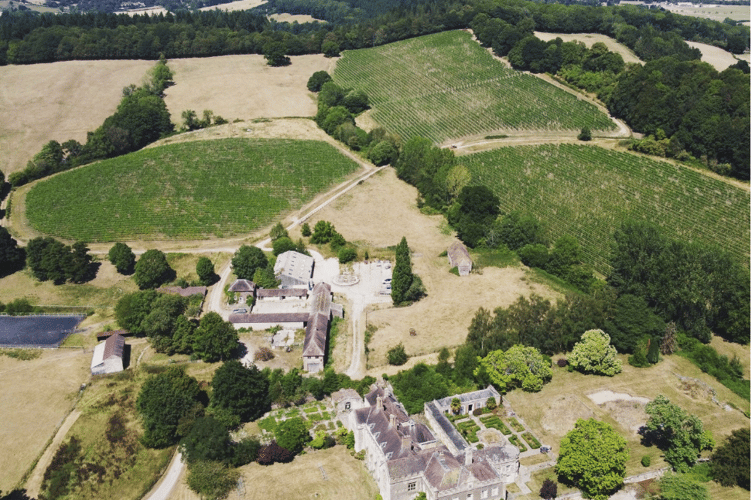 The Kingsthorne Vineyard. Picture: Simon Day.