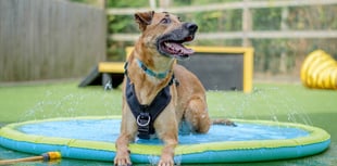 Dogs Trust warns that 'smiling' dog could be in danger