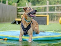 Dogs Trust warns that 'smiling' dog could be in danger