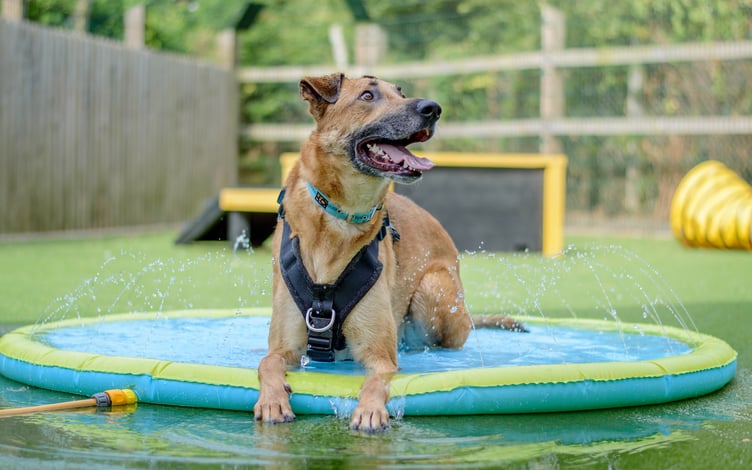 Dogs Trust warns of the dangers of heatstroke as temperatures soar