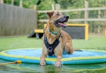 Heatstroke is no laughing matter: Your 'smiling' dog could be in danger