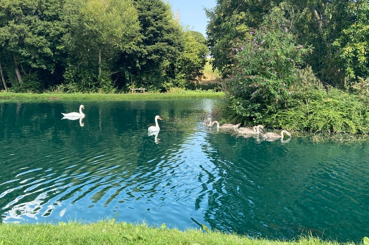 Swans and geese