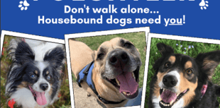 Volunteers needed for Lydney dog walking