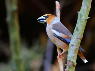 Forest of Dean hawfinch resurgence
