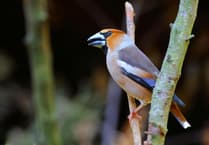 Hawfinch comeback in Forest of Dean