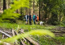 Discover Gromit’s Golden Tickets in UK forests