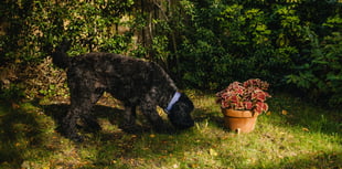 Conker Caution! Dogs Trust warns of harmful conkers this autumn