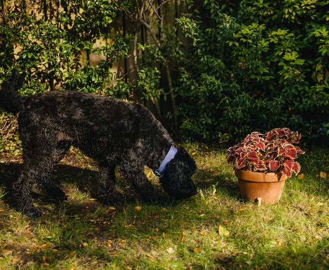 Conker Caution! Dogs Trust warns of harmful conkers this autumn