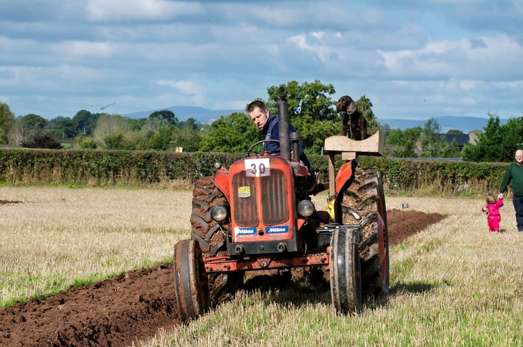 John Cole from Whitchurch with his dog Rosie, took home three cups for his ploughing, including the Ron Williams Perpetual Challenge Trophy for Champion Ploughman