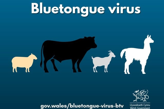 Bluetongue virus is 'actively circulating' on farm near Chepstow