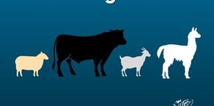 Bluetongue virus is 'actively circulating' on farm near Chepstow