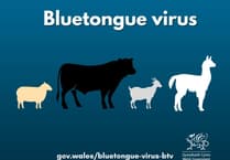 Bluetongue virus is 'actively circulating' on farm near Chepstow