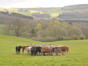 Bluetongue Zone in Wales from Nov 10