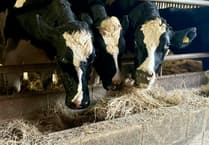 Dean Farm animal sanctuary launches urgent winter hay and straw appeal