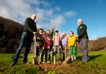 Sycamore Gap sapling planted at Biblins
