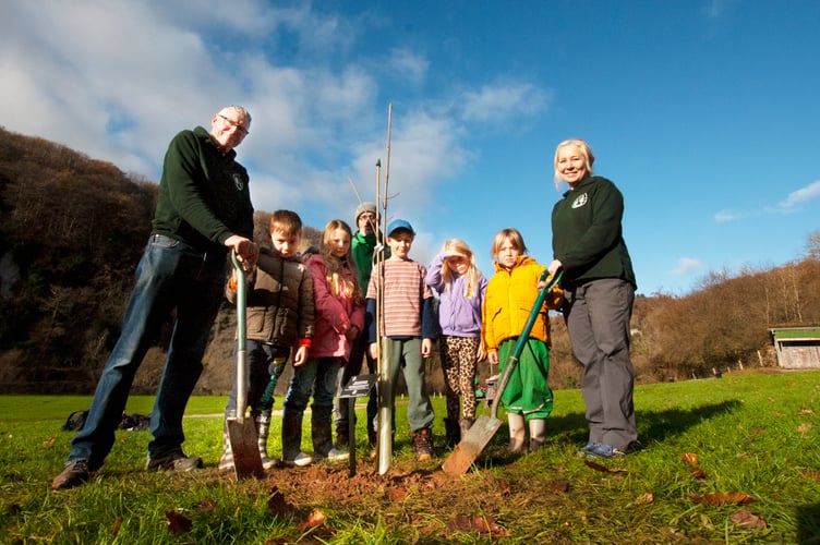 Local Sycamore Gap sapling