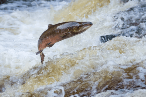 Salmon leaping upriver, underscoring the clear difference between wild fish and those produced through modern farming.