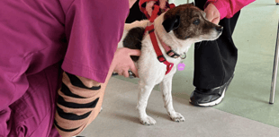 Low-cost vet clinic in Cinderford