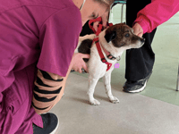 Low-cost vet clinic in Cinderford