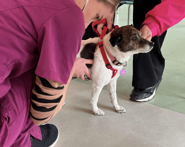 Low-cost vet clinic in Cinderford