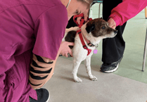 Affordable pet healthcare in Cinderford