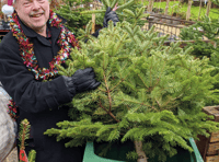 Council revives Christmas tree recycling