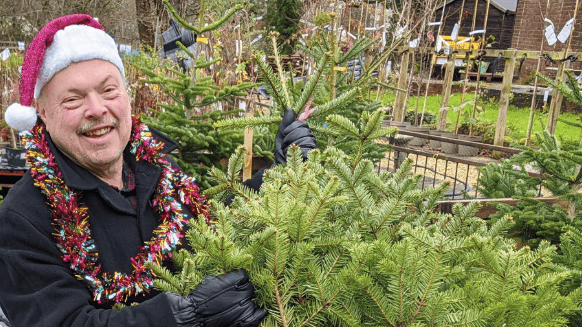 Council revives Christmas tree recycling