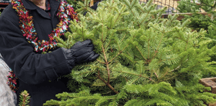 Council revives Christmas tree recycling