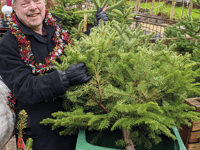 Council revives Christmas tree recycling