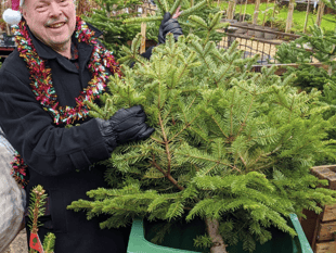 Council revives Christmas tree recycling