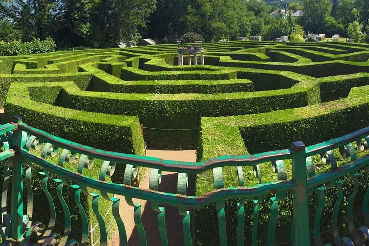 The aMazing Hedge Puzzle in happier days