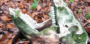 Wild boar skull found in Forest of Dean