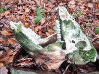 Wild boar skull found in Forest of Dean