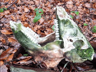 Wild boar skull found in Forest of Dean