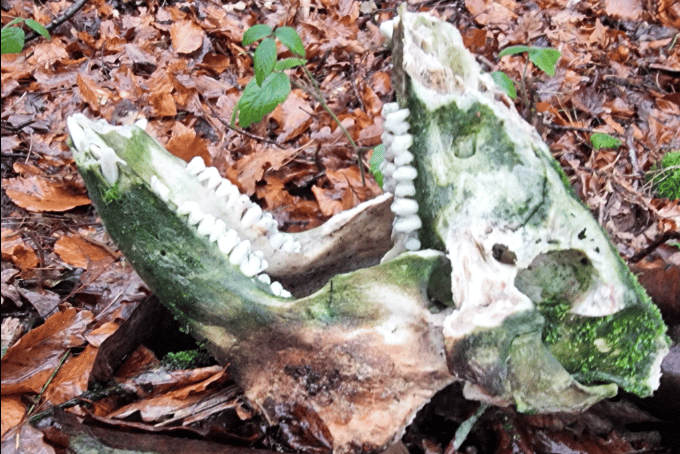 A wild boar skull discovered in the Forest of Dean.
