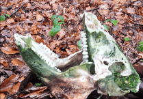 Wild Boar Skull Discovery in Forest