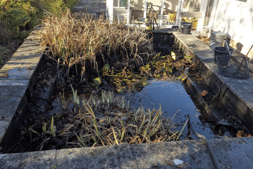 A neglected pond prior to restoration work, with overgrowth limiting its value as a wildlife habitat.