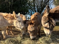 Dean Farm Sanctuary's winter appeal update