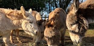 Dean Farm Sanctuary's winter appeal update