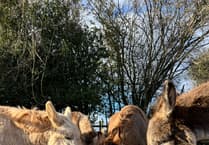 Help Dean Farm Sanctuary this winter