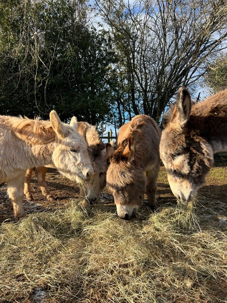 WINTER CARE: Donkeys tuck into fresh hay at Dean Farm Sanctuary as the charity continues to support rescued animals through the cold winter months.